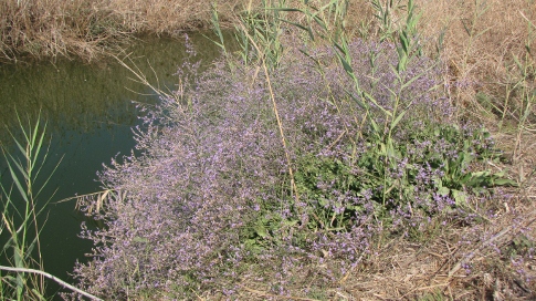 עדעד הביצות פורח בקישון(צילום:גיל גוטמן)